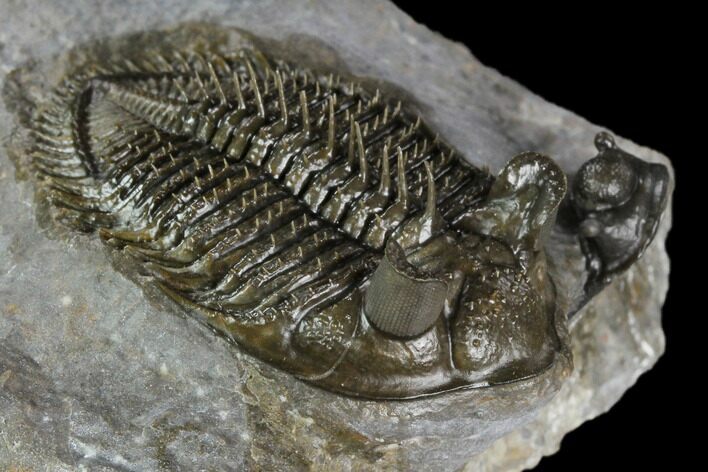 Tower-Eyed, Erbenochile Trilobite From Ou Driss - Top Quality! #130645